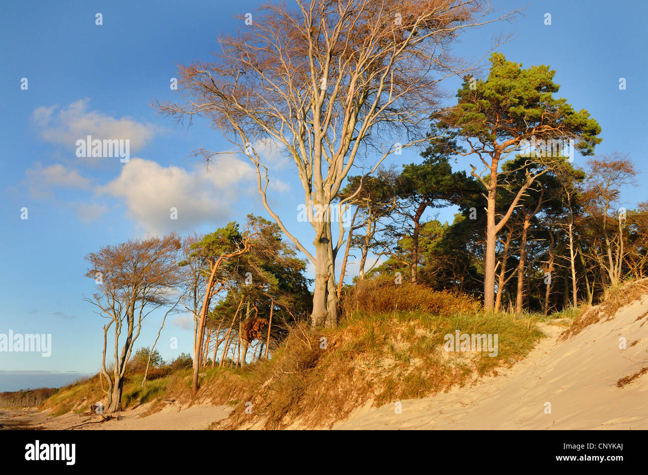 Scotch pine, scots pine (Pinus sylvestris), pines on the west beach, Germany, Mecklenburg-Western Pomerania, Western Pomerania Lagoon Area National Park Stock Photo