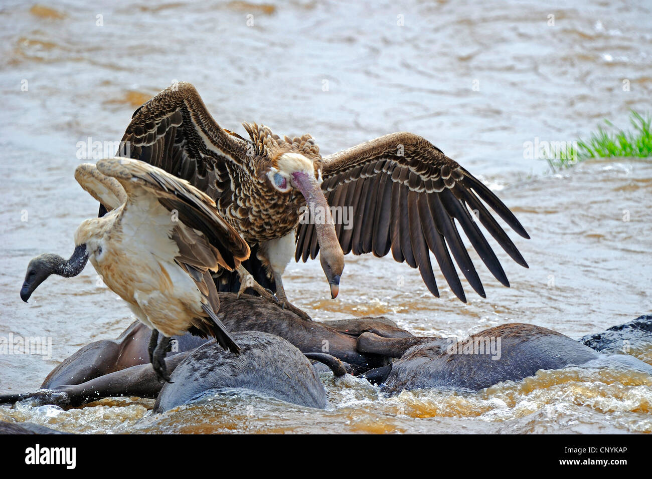 Ruppel's griffon, Rueppells griffon vulture (Gyps rueppelli), feeding ...