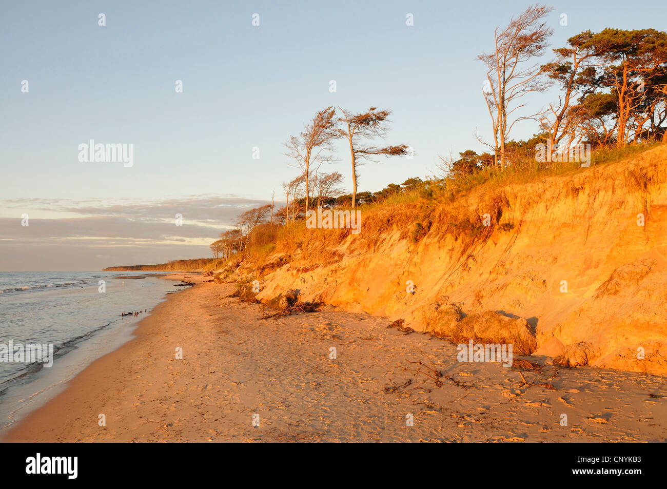 beach in evening light, Germany, Mecklenburg Vorpommern, Western Pomerania Lagoon Area National Park Stock Photo