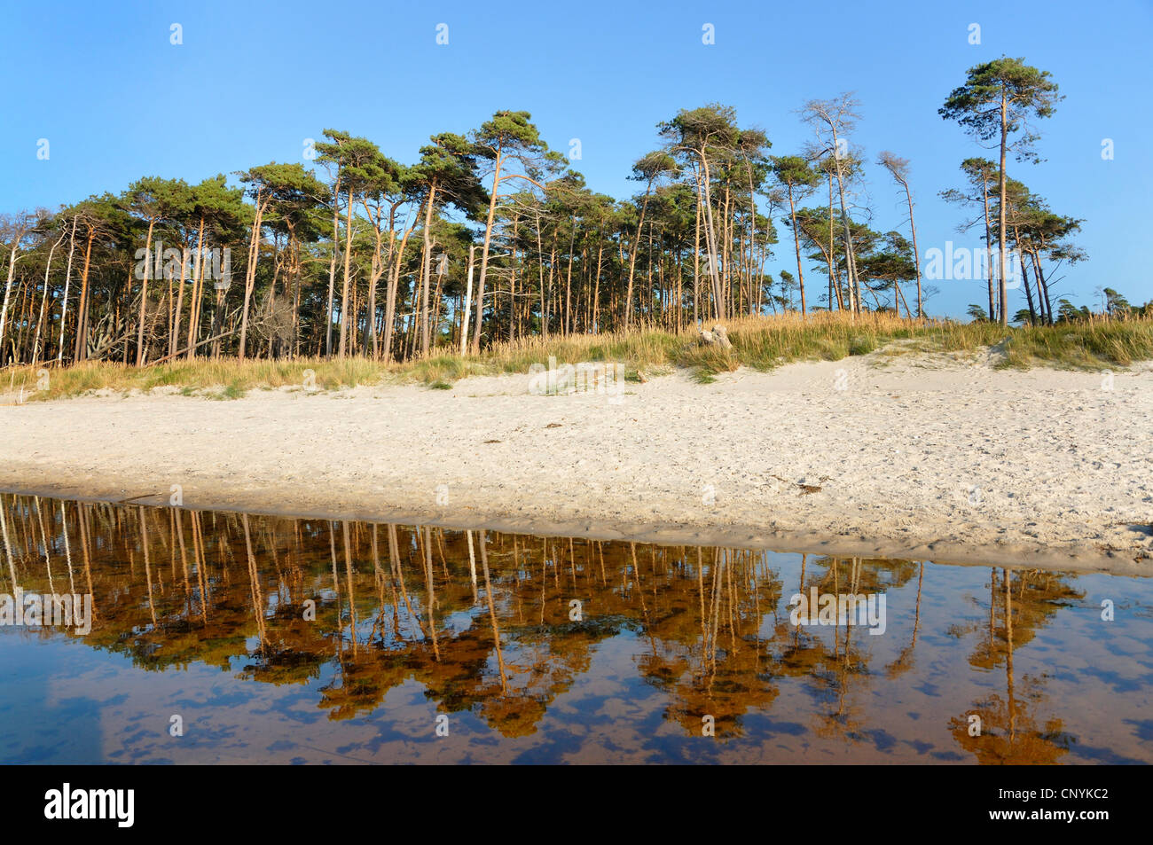 pine forest at sand beach, Germany, Meckenburg Vorpommern, Western Pomerania Lagoon Area National Park Stock Photo