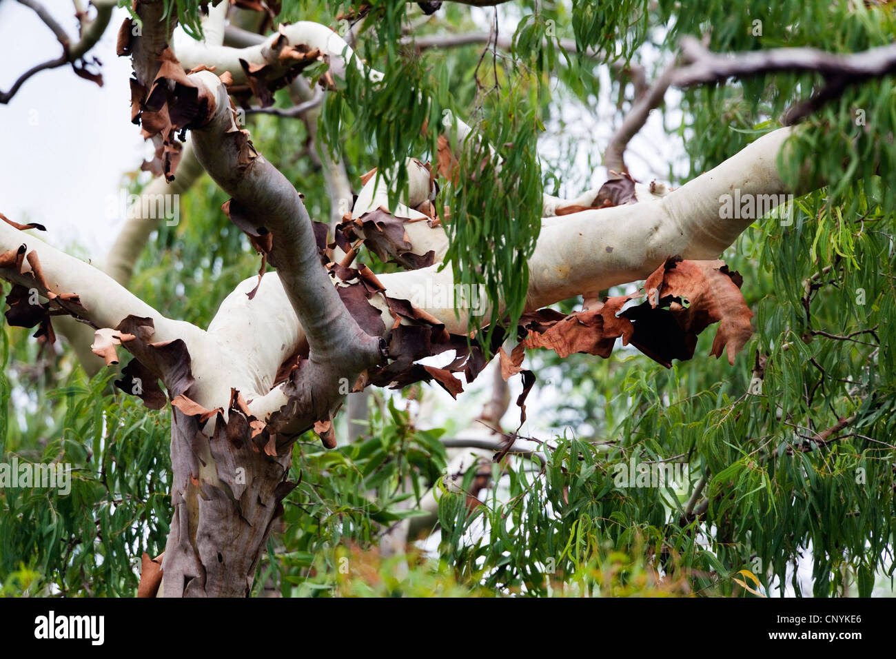 eucalyptus tree in tropical rainforest, Australia, Queensland, Cape York Peninsula, Iron Range National Park Stock Photo