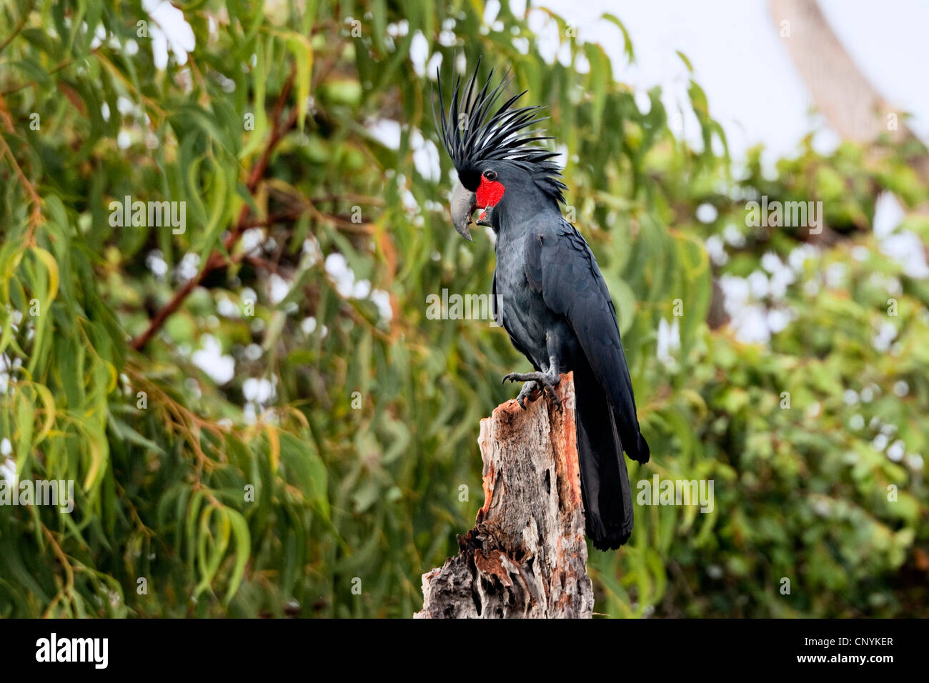 palm cockatoo (Probosciger aterrimus), on a tree with raised head feathers, Australia, Queensland, Cape York Peninsula, Iron Range National Park Stock Photo