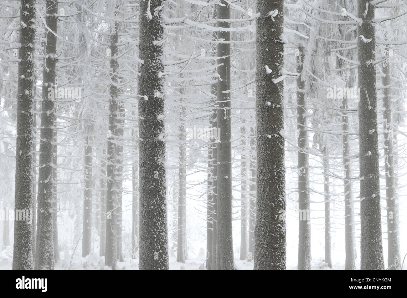 spruce forest in winter, Germany Stock Photo