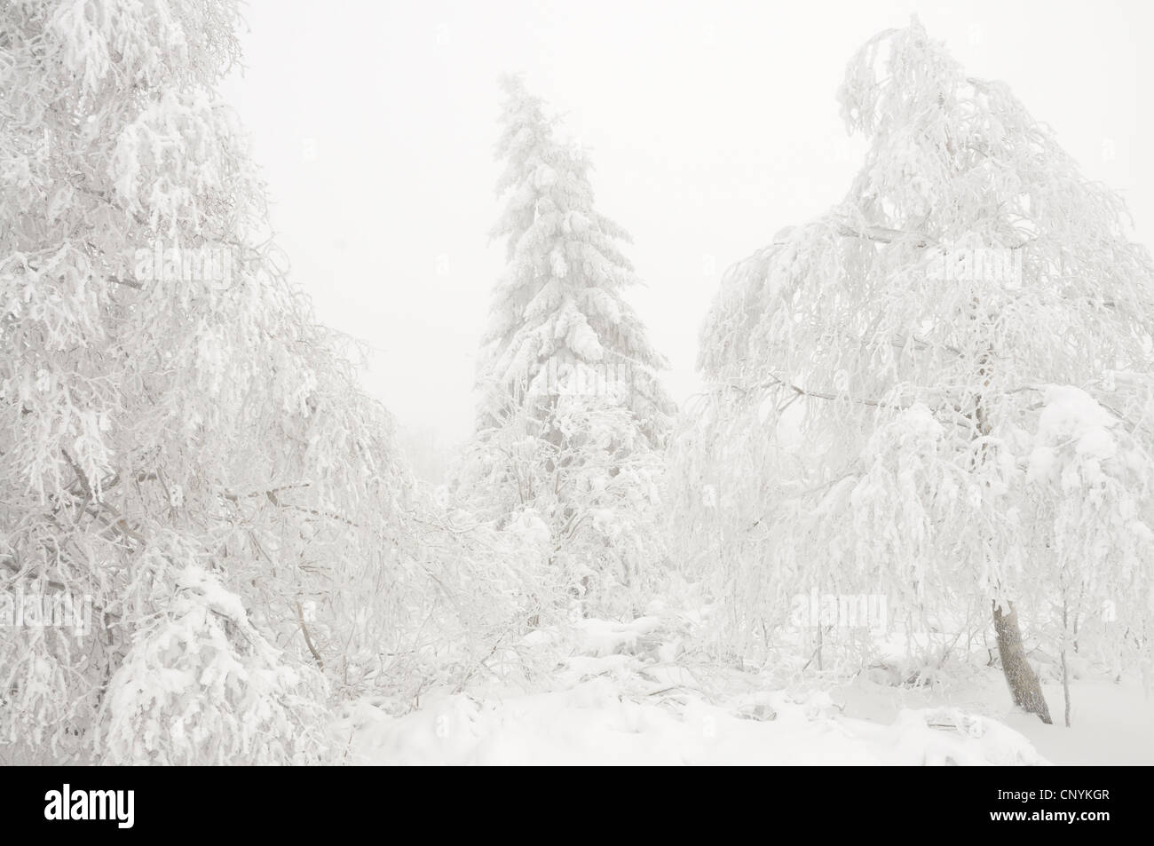 snow covered trees, Germany Stock Photo