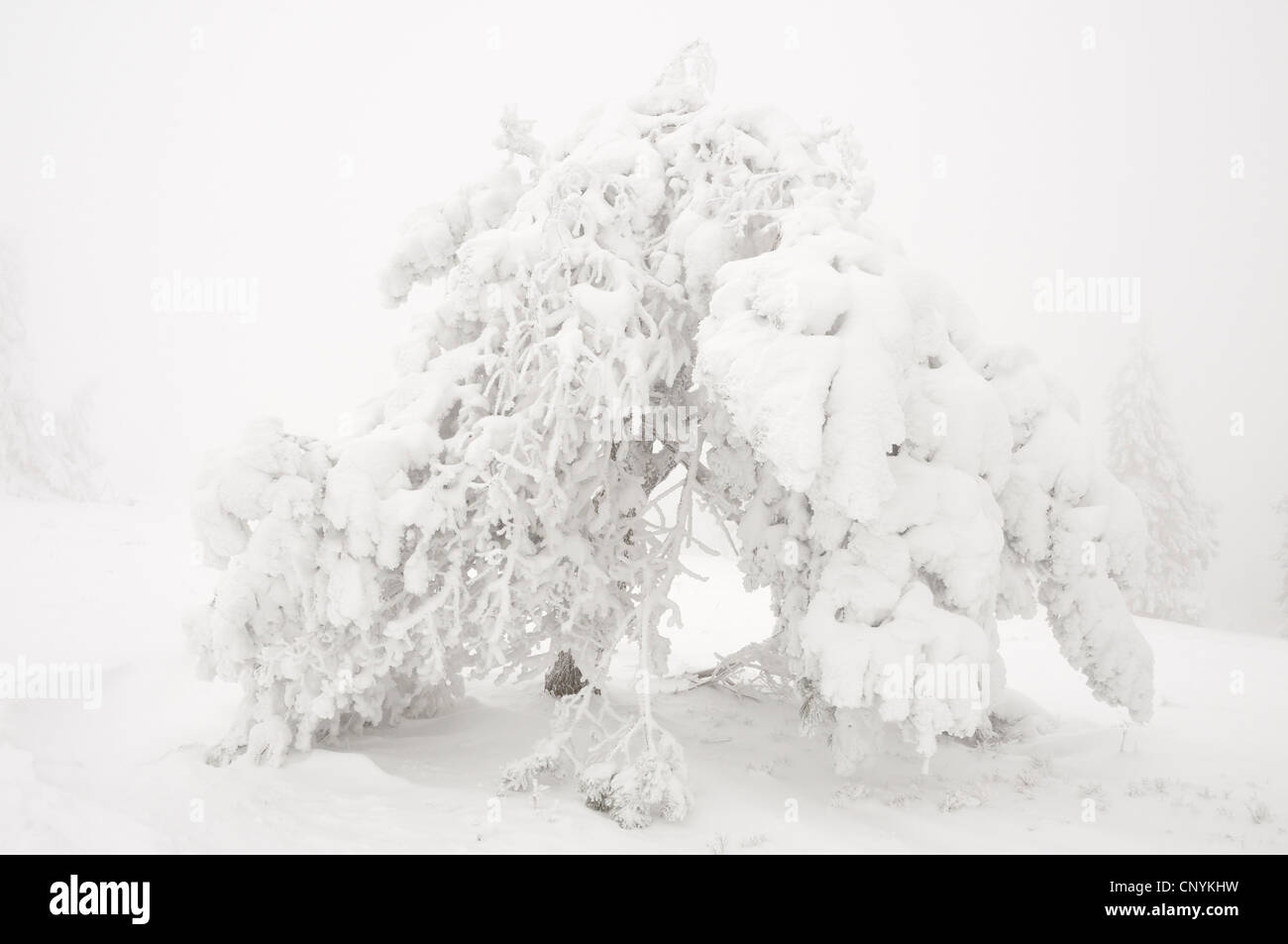 Scotch pine, scots pine (Pinus sylvestris), snow covered pine in mist, Germany Stock Photo