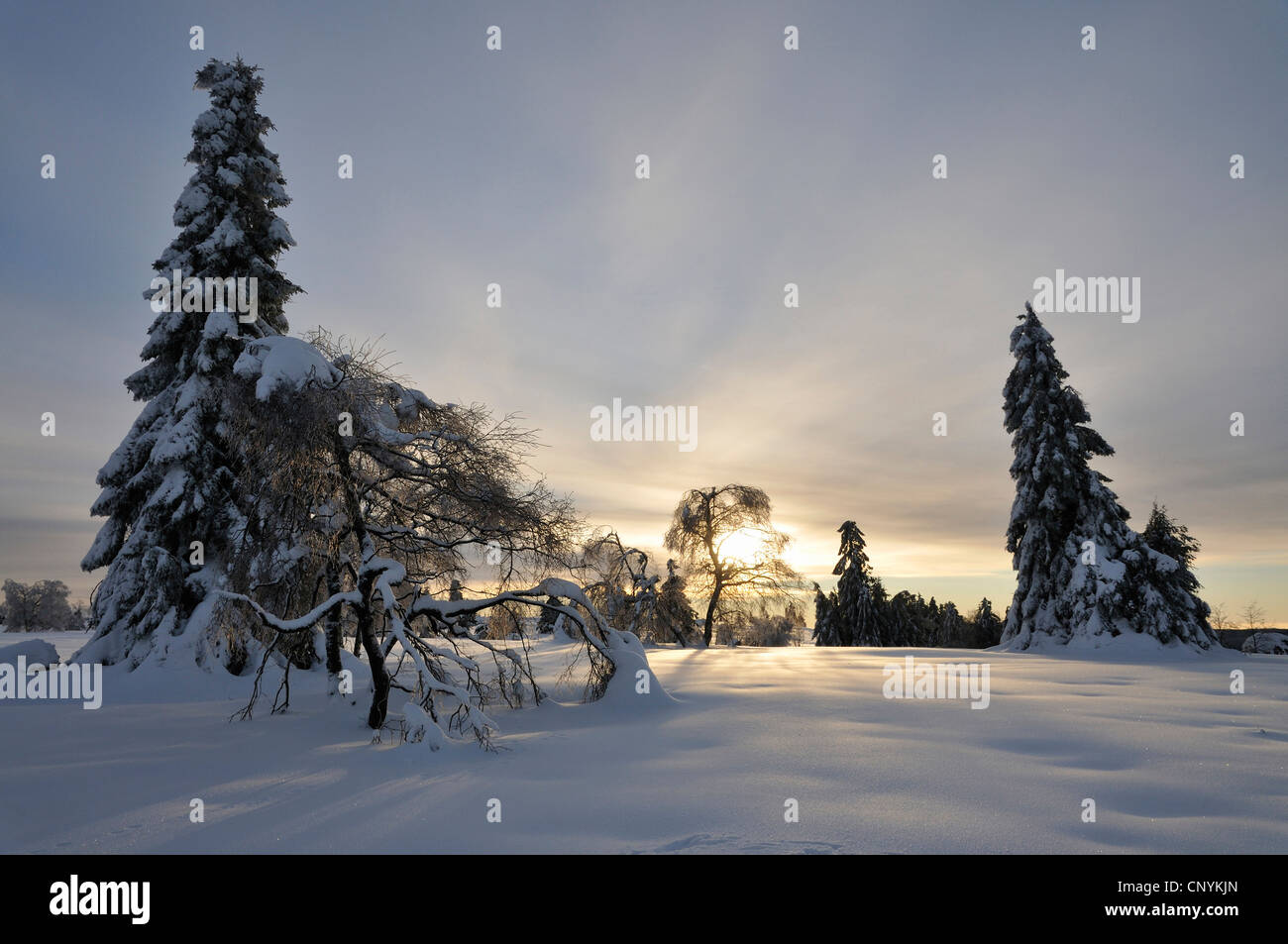 winter landscape in morning sun, Germany Stock Photo