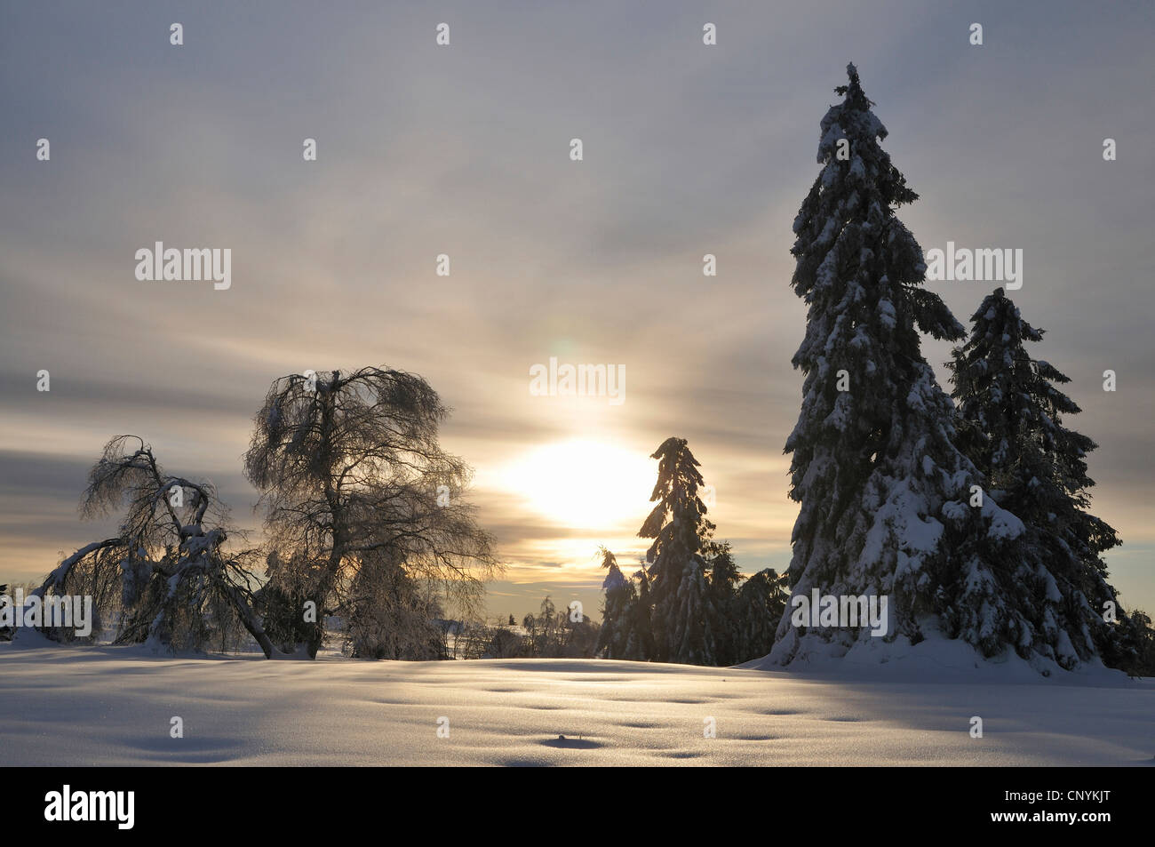 winter landscape in morning sun, Germany Stock Photo