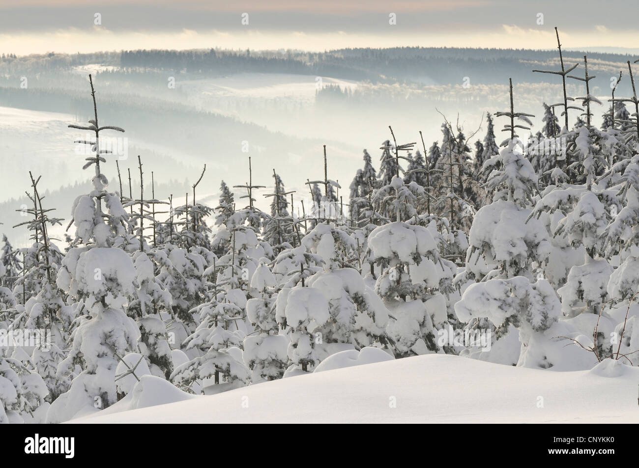 snowcovered young spruces, Germany Stock Photo