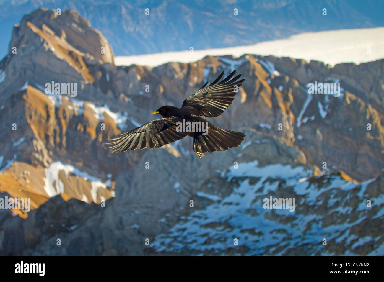 alpine chough (Pyrrhocorax graculus), flying in the high mountains, Switzerland, Sankt Gallen, Saentis Stock Photo