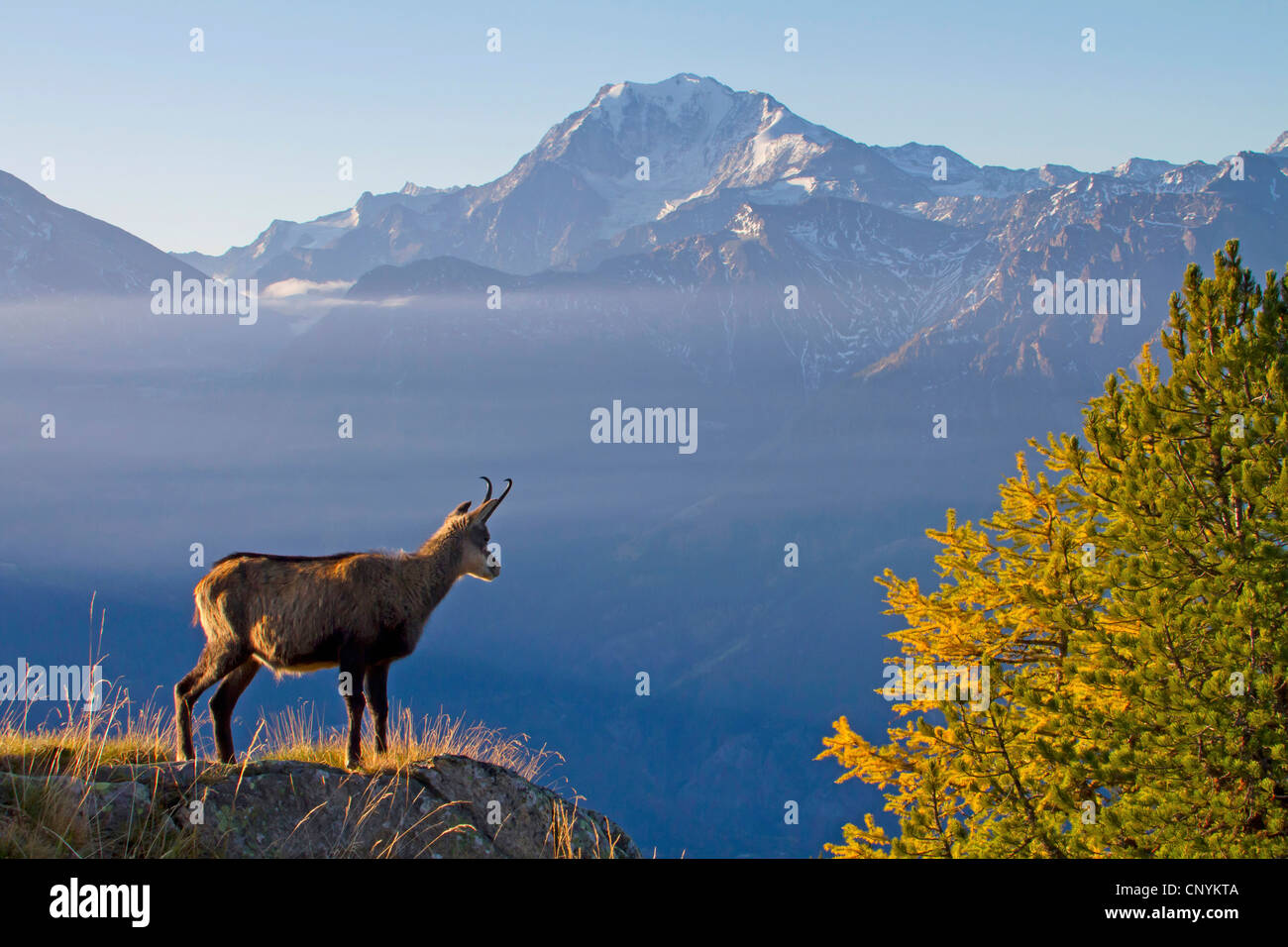 chamois (Rupicapra rupicapra), standing on rock, Switzerland, Valais, Riederalp Stock Photo