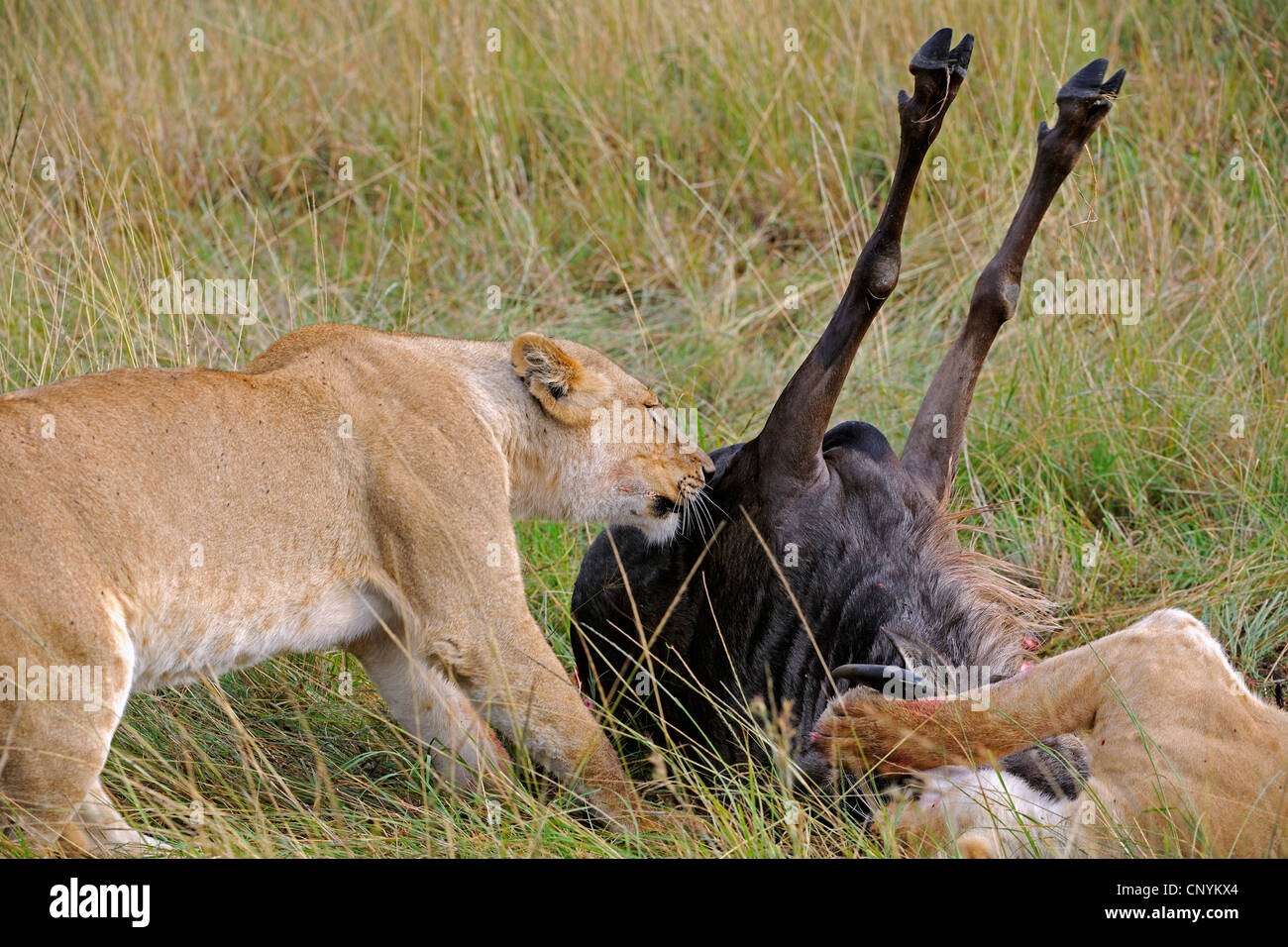 lion (Panthera leo), two lions feeding on a caught gnu, Kenya, Masai Mara National Park Stock Photo