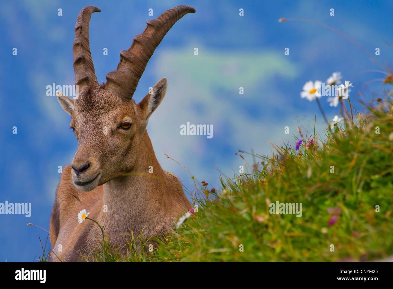 alpine ibex (Capra ibex), young buck on a blooming meadow, Switzerland, Sankt Gallen, Chaeserrugg Stock Photo