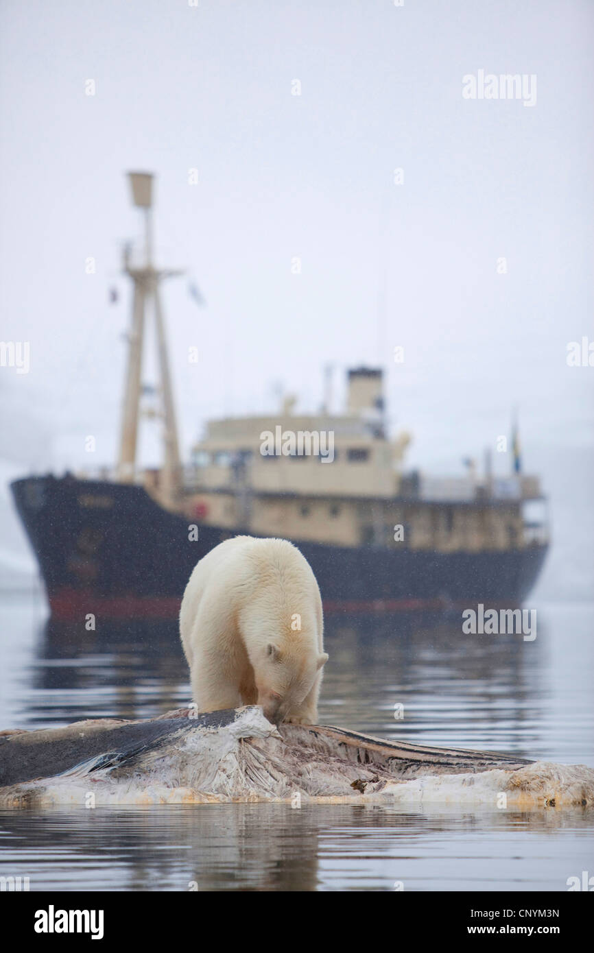 polar bear (Ursus maritimus), standing feeding on a whale cadaver with a tourist ship in the background, Norway, Norway, Svalbard Stock Photo