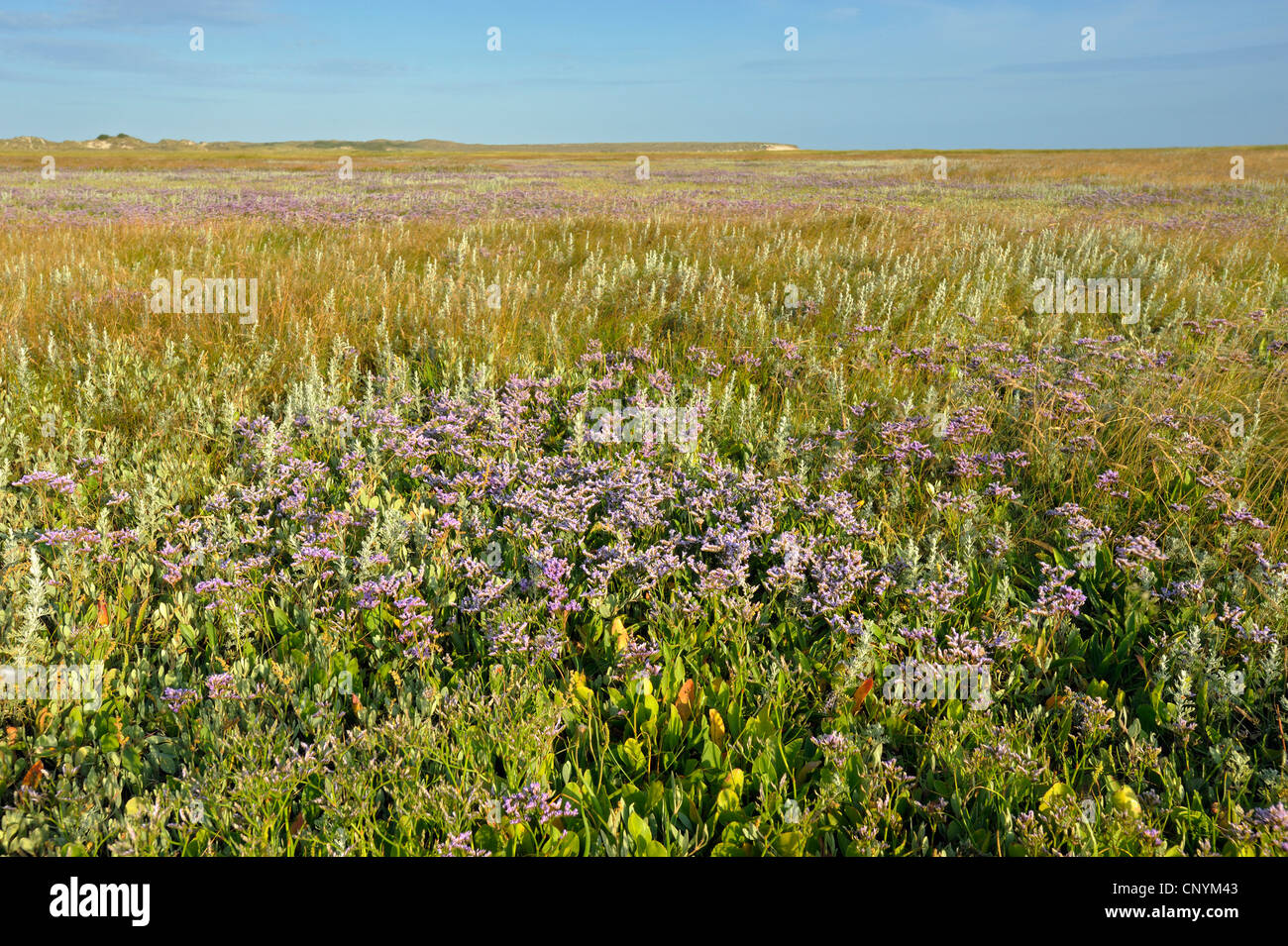 common sea-lavender, mediterranean sea-lavender (Limonium vulgare), lots of blooming plants in a salt meadow, Netherlands, Northern Netherlands, Netherlands, Texel Stock Photo