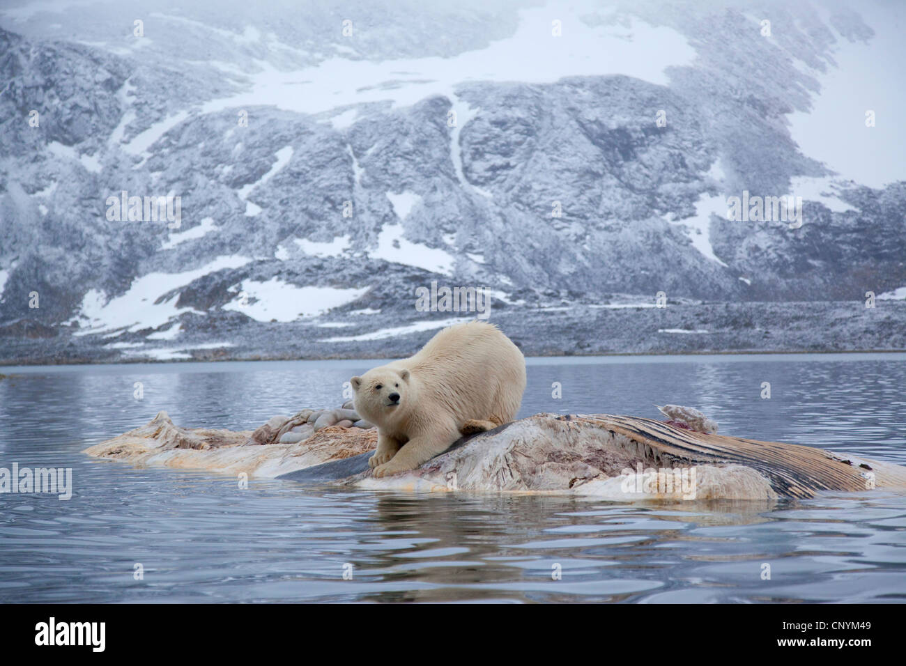 polar bear (Ursus maritimus), standing feeding on a whale cadaver in front of looming rock coast Stock Photo