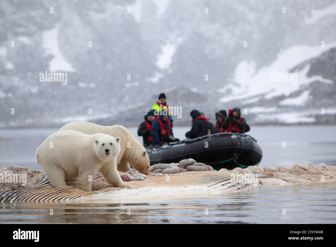 polar bear (Ursus maritimus), two animals standing feeding on a whale cadaver, Norway, Svalbard, Svalbard Inseln Stock Photo