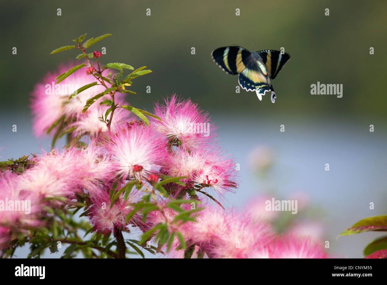North Queensland Day Moth (Alcides metaurus), flying, Australia, Queensland, Atherton Tablelands Stock Photo