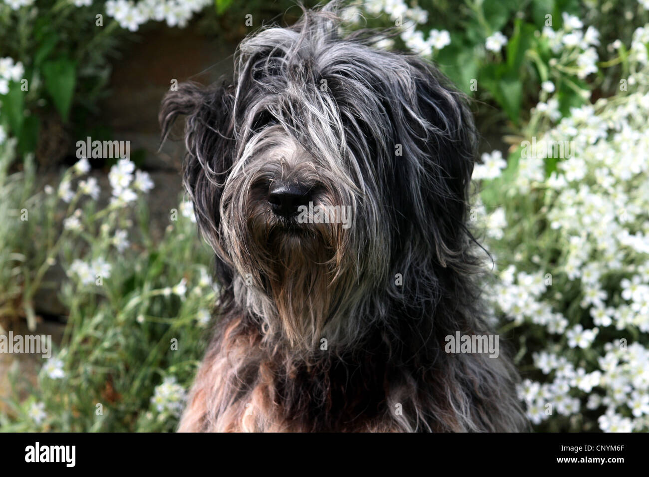 Bergamasco Shepherd Dog (Canis lupus f. familiaris), portrait Stock Photo