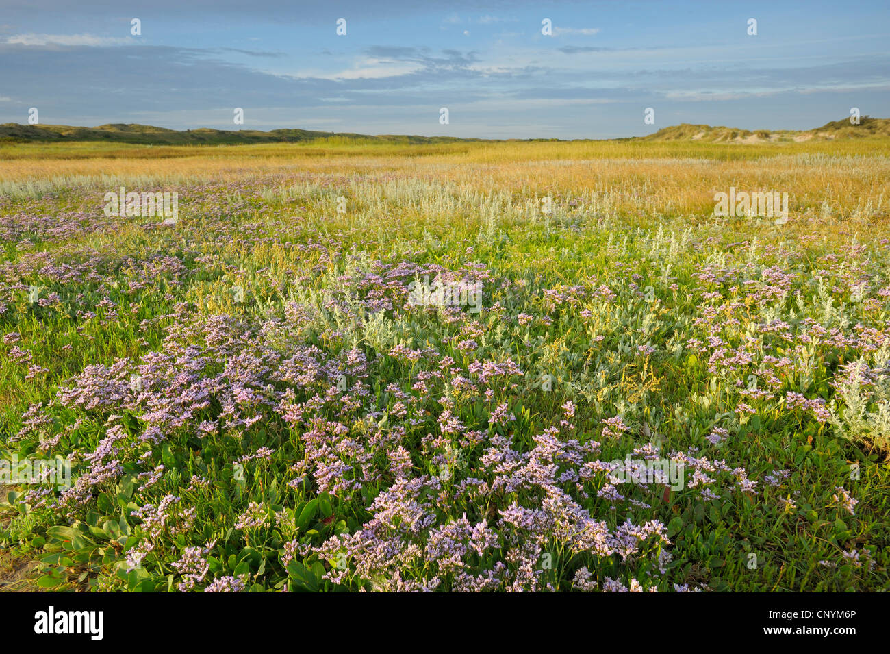 common sea-lavender, mediterranean sea-lavender (Limonium vulgare), lots of blooming plants in a salt meadow, Netherlands, Texel Stock Photo