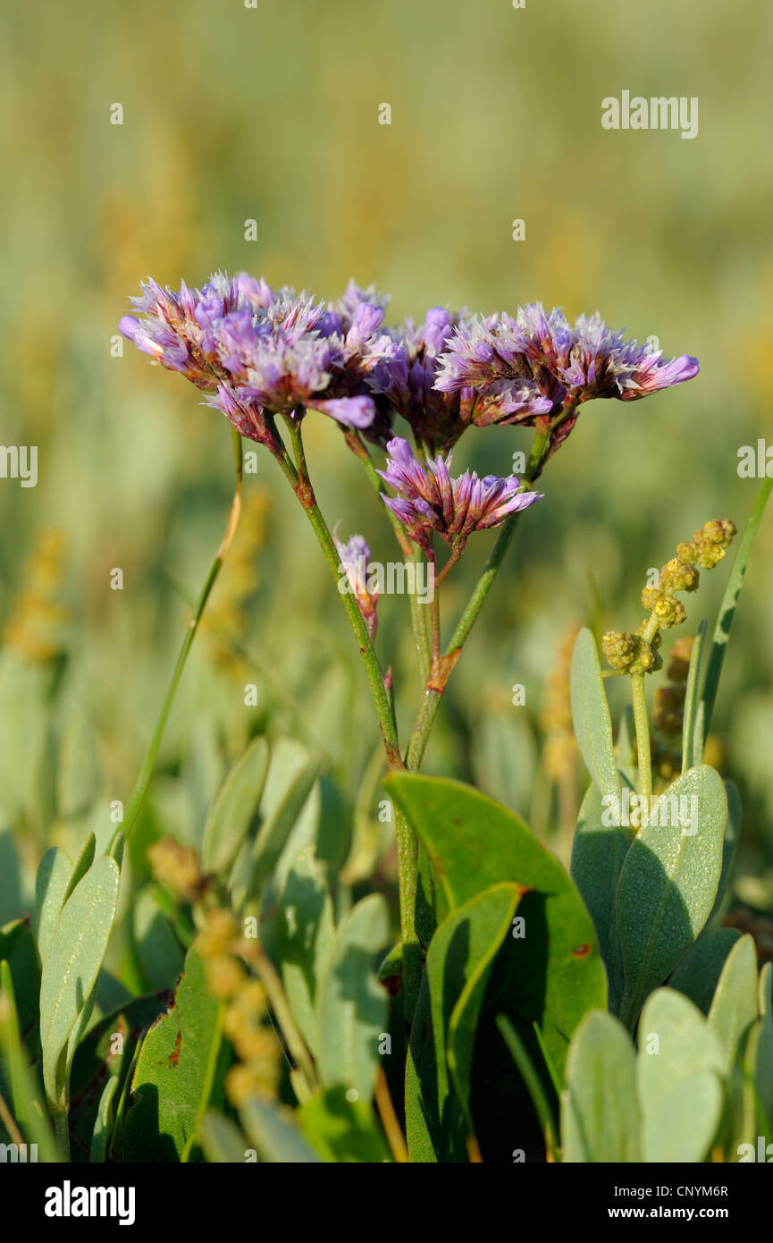 common sea-lavender, mediterranean sea-lavender (Limonium vulgare), blooming, Netherlands, Texel Stock Photo