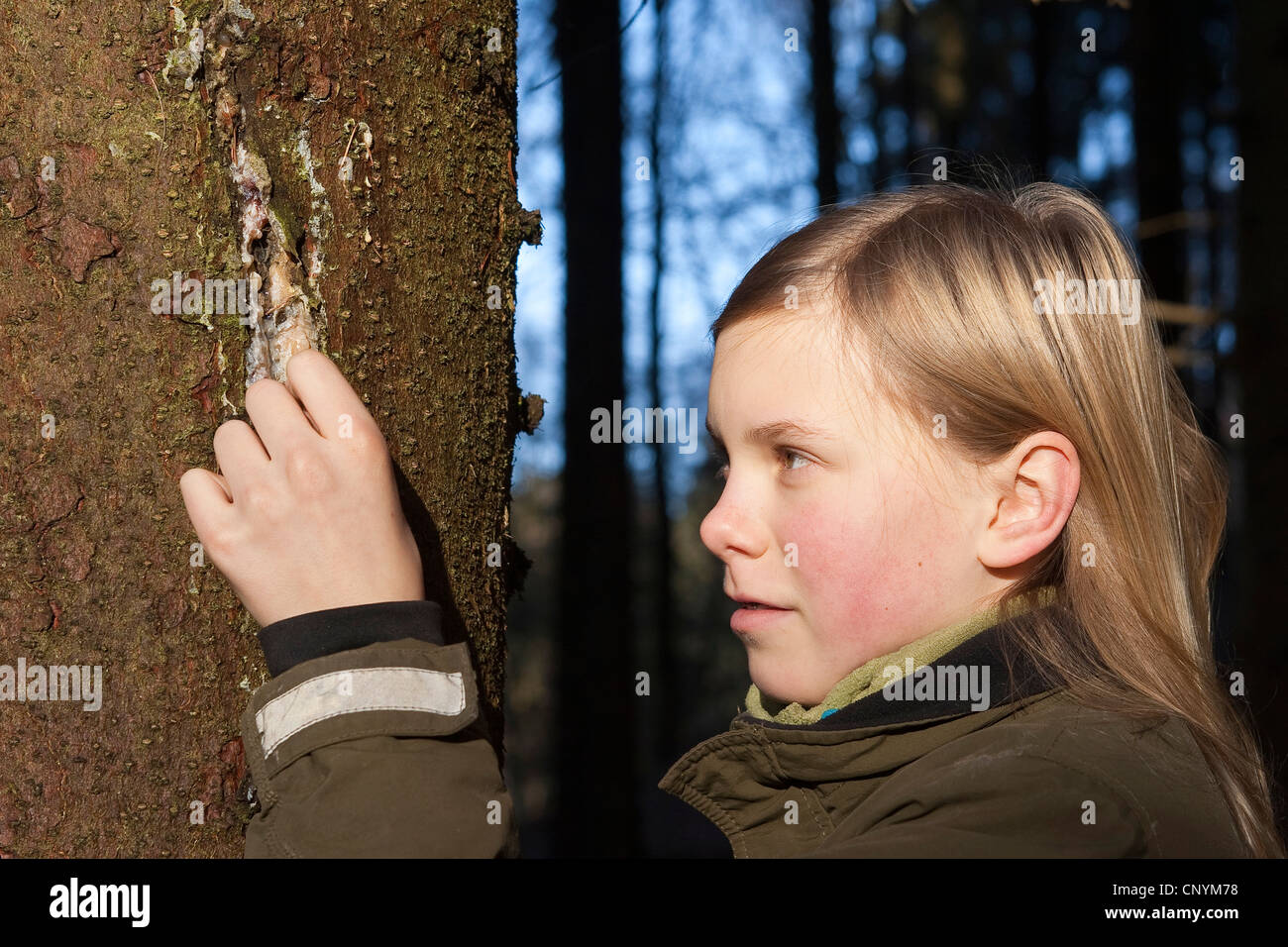 Norway spruce (Picea abies), girl collecting tree gum that run out of a hurt spruce trunk, Germany Stock Photo