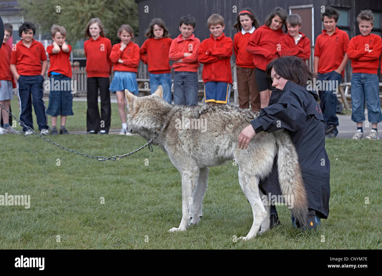 European gray wolf (Canis lupus lupus), visit of two tame animals from the UK Wolf Conservation Trust, Oxon, at a basic school, United Kingdom, England Stock Photo