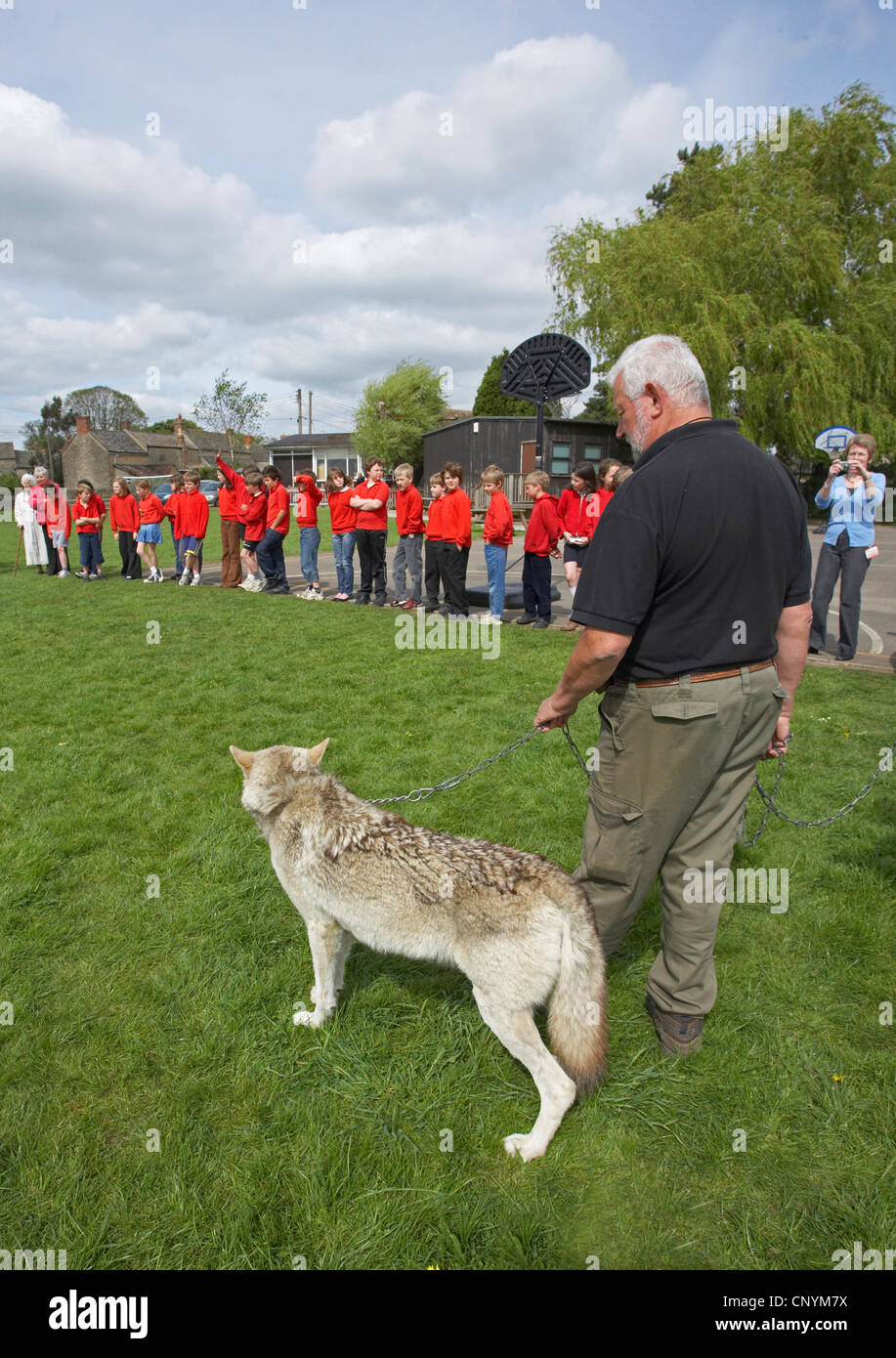European gray wolf (Canis lupus lupus), visit of two tame animals from the UK Wolf Conservation Trust, Oxon, at a basic school, United Kingdom, England Stock Photo