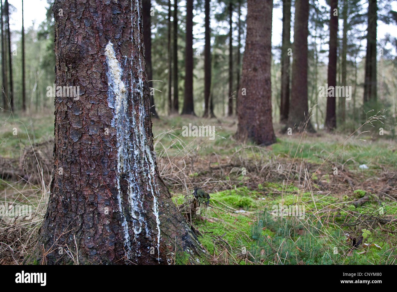 Norway spruce (Picea abies), tree gum running out of a hurt spruce trunk Stock Photo