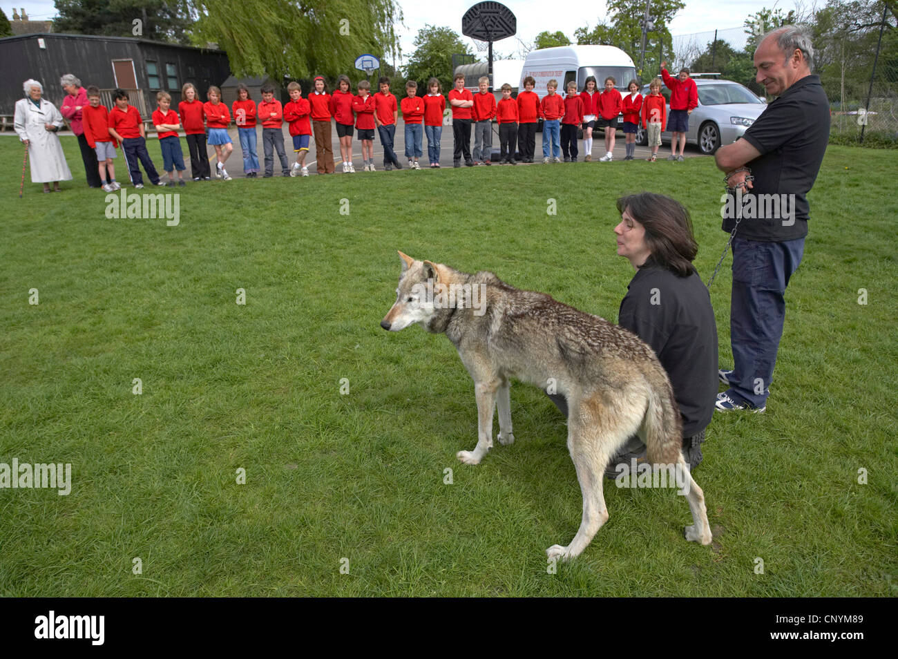 European gray wolf (Canis lupus lupus), visit of two tame animals from the UK Wolf Conservation Trust, Oxon, at a basic school, United Kingdom, England Stock Photo