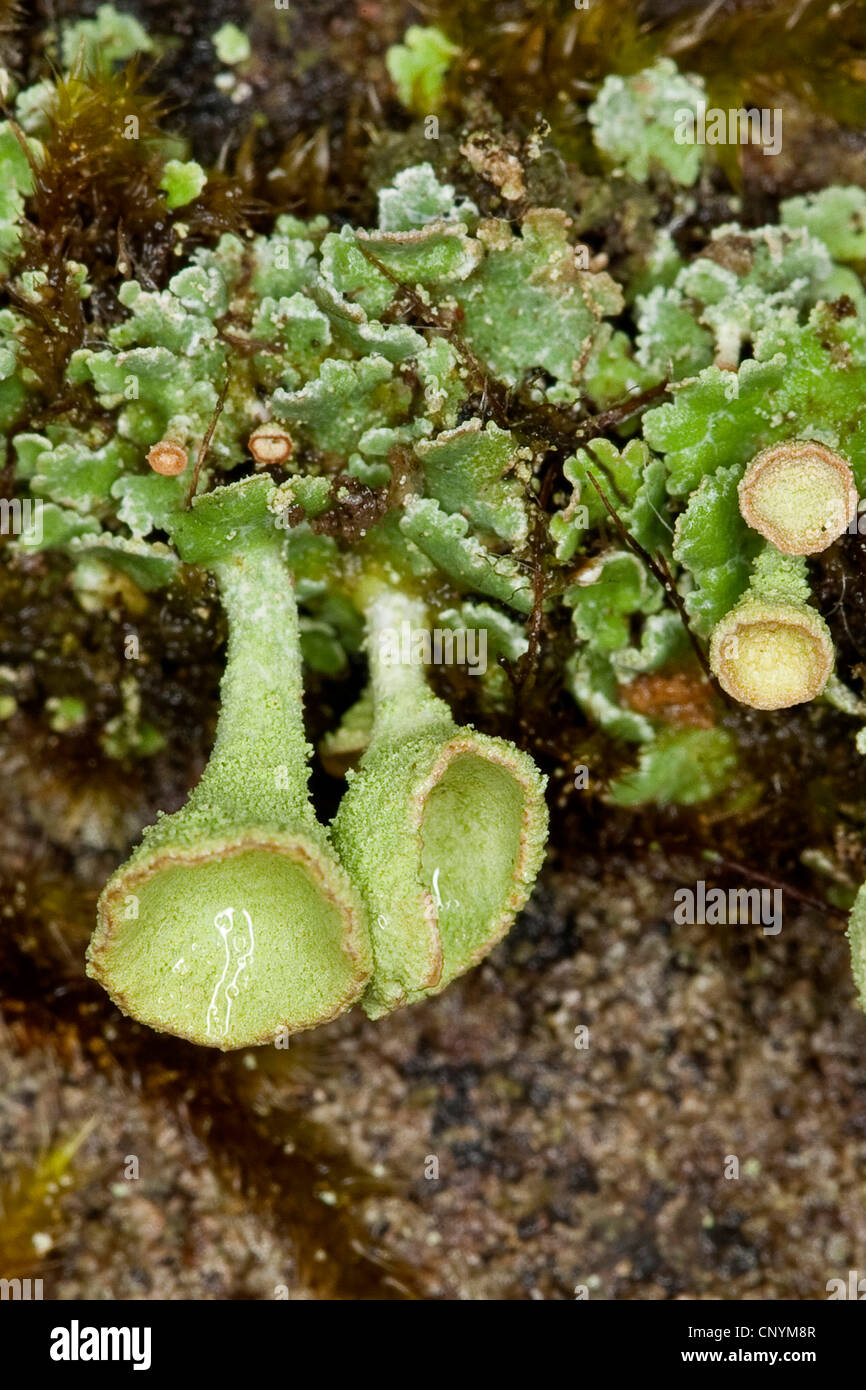 cup lichen (Cladonia pyxidata), on a wall Stock Photo