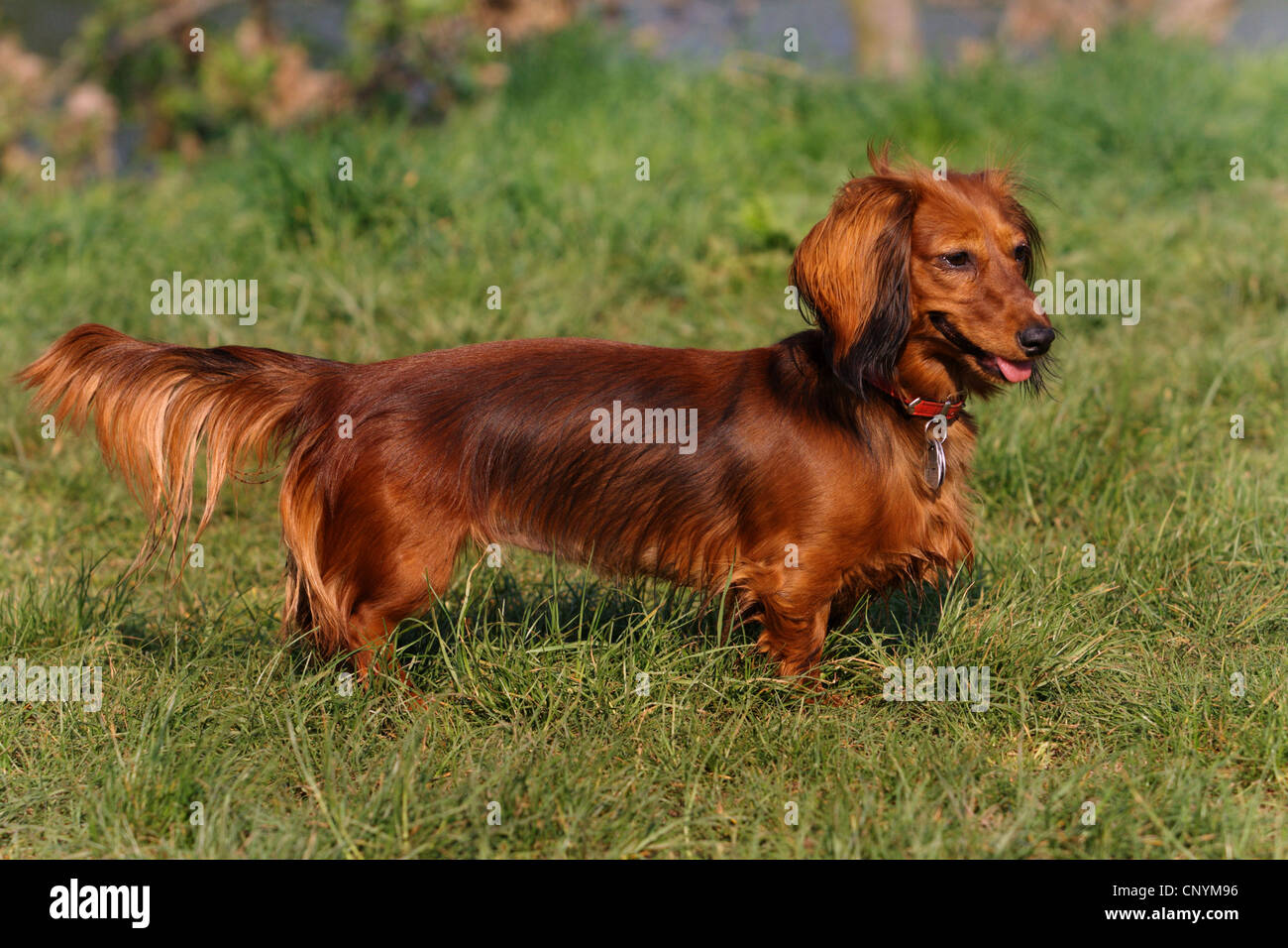 Long-haired Dachshund, Long-haired sausage dog, domestic dog (Canis lupus  f. familiaris), miniature long-haired dachshund standing in meadow Stock  Photo - Alamy