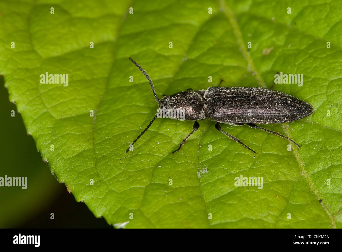 click beetle (Cidnopus pilosus), sitting on a leaf, Germany Stock Photo