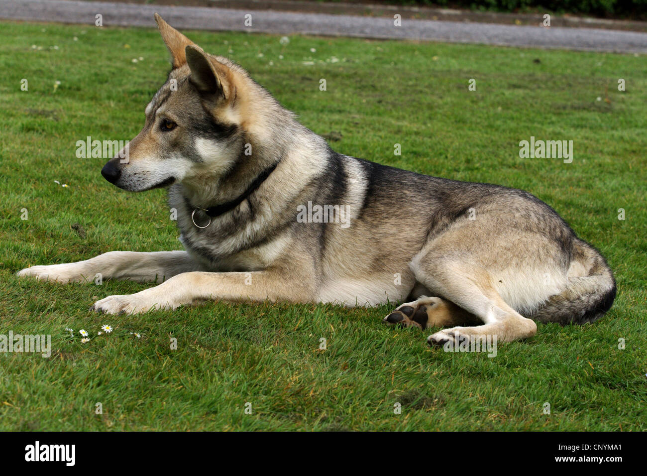 Saarloos Wolfdog (Canis lupus f. familiaris), lying in a meadow, Germany Stock Photo