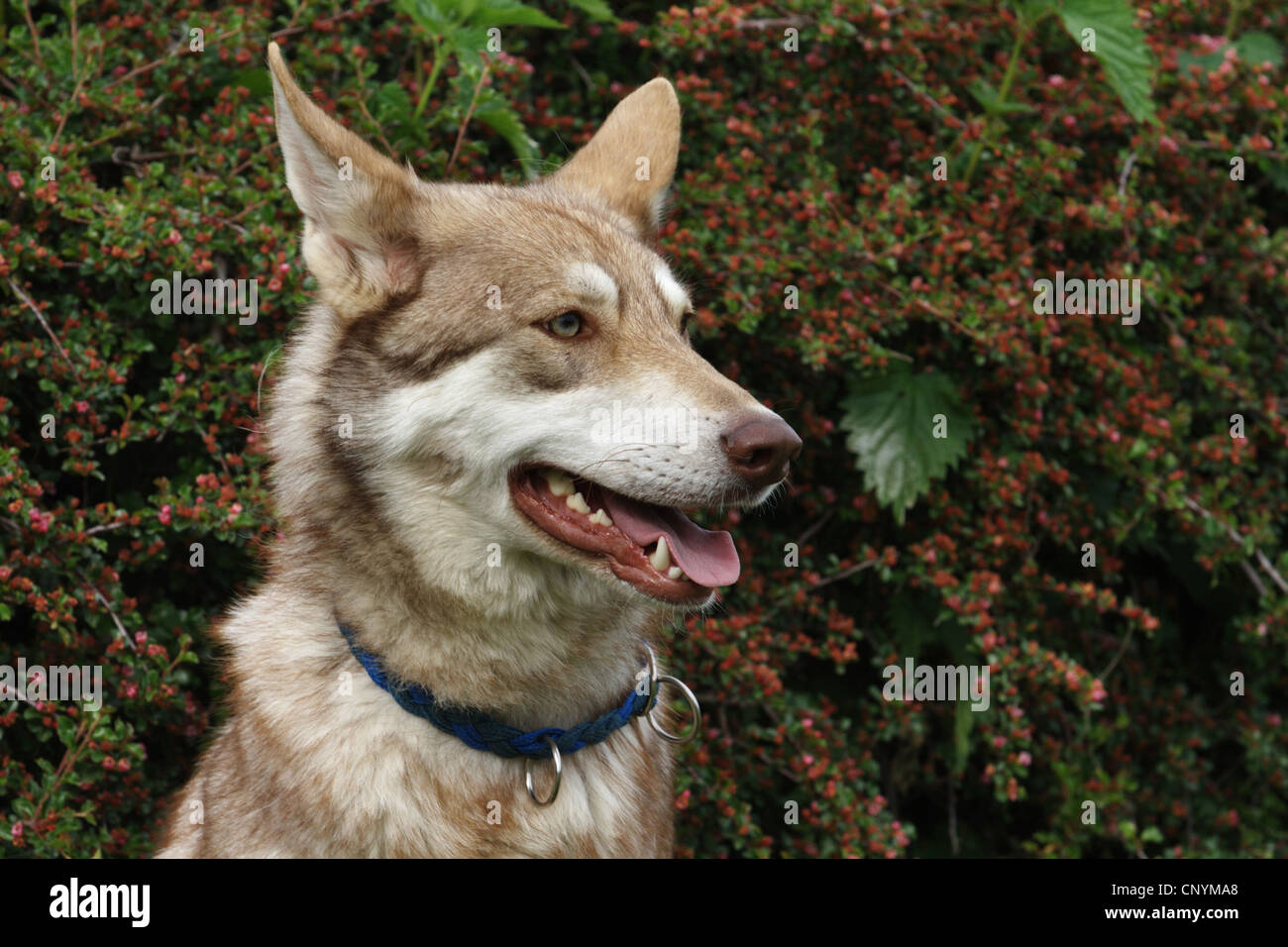 Saarloos Wolfdog (Canis lupus f. familiaris), portrait, Germany Stock Photo