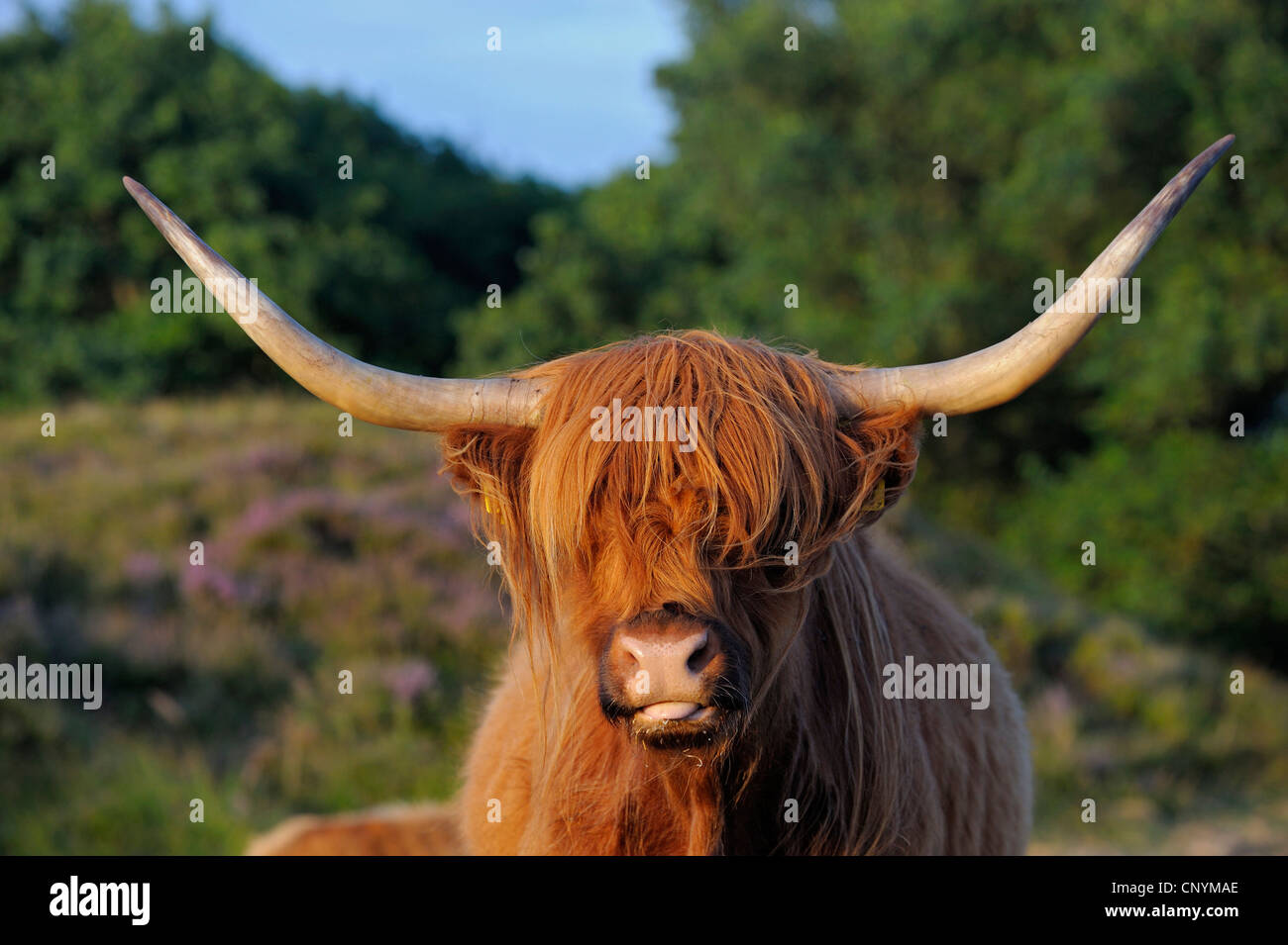 domestic cattle (Bos primigenius f. taurus), highland cattle, grazing, Netherlands, Northern Netherlands, Netherlands, Texel Stock Photo