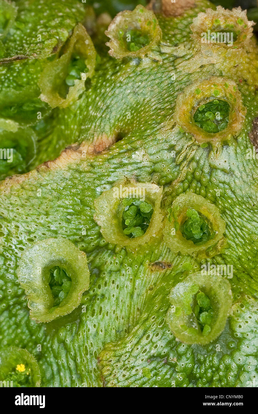liverwort (Marchantia polymorpha), breeding cups, Germany Stock Photo
