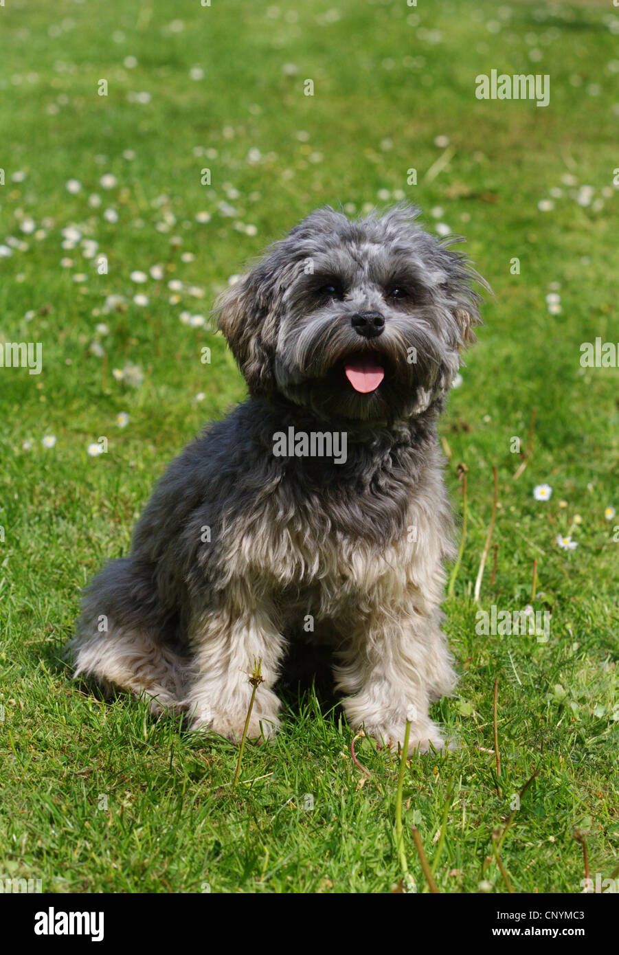 Why Does My Younger Dog Sit On My Older Dog