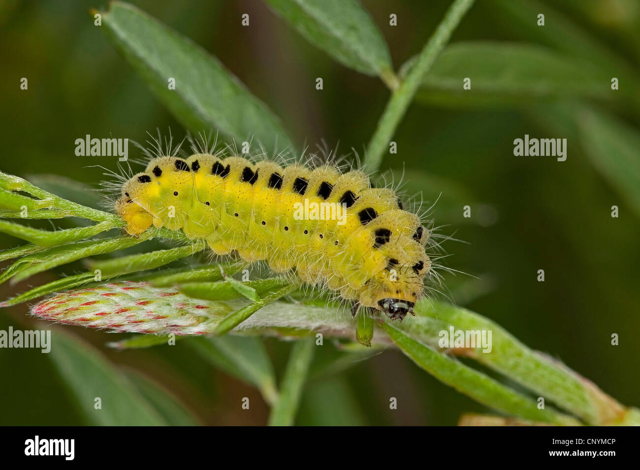 Blood Droplet Burnet, Six-spot Burnet (Zygaena carniolica, Agrumenia carniolica), caterpillar, Germany Stock Photo