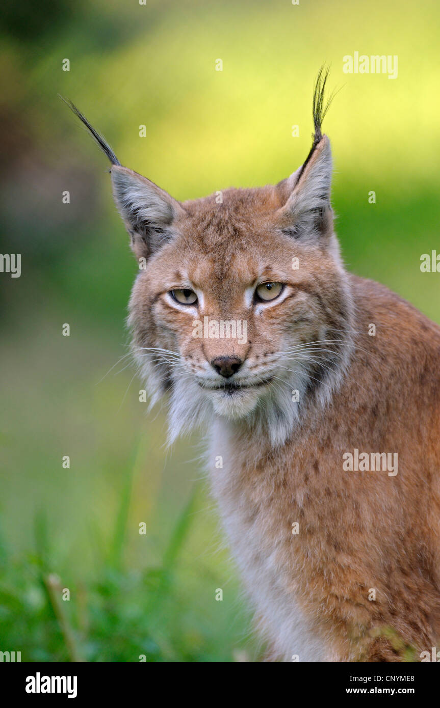 Eurasian lynx (Lynx lynx), portrait, Germany, NRW, Wildgehege Stock