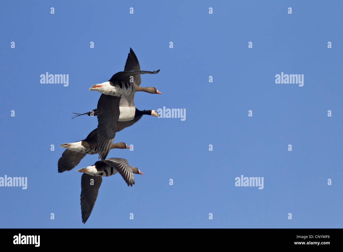 barnacle goose (Branta leucopsis), White-fronted Goose and Barnacle Goose flying, Germany, Schleswig-Holstein Stock Photo
