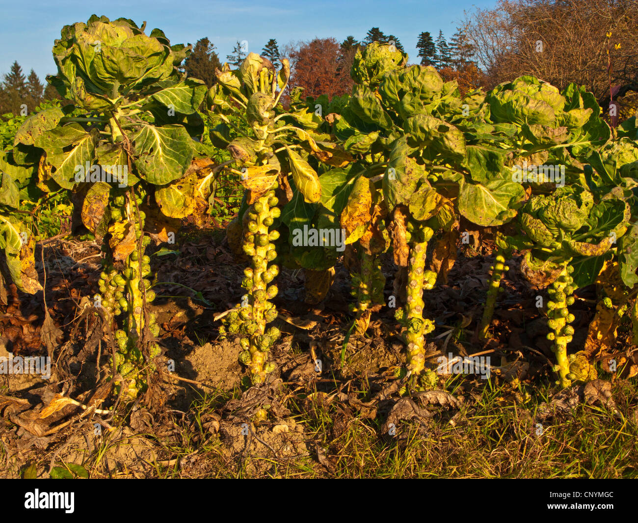 brussel sprouts (Brassica oleraceae var. gemmifera), in autumn, Germany, Bavaria Stock Photo