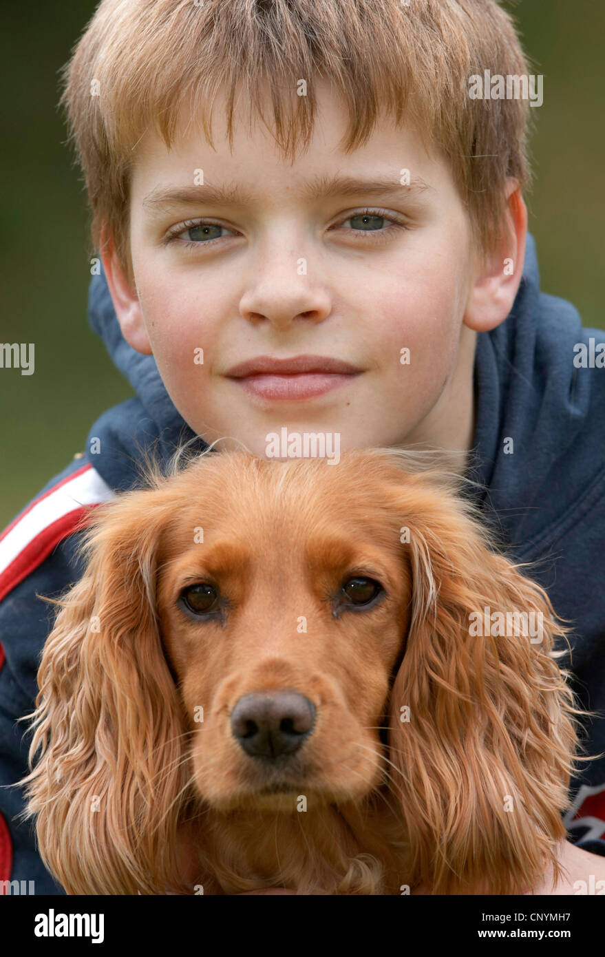 English Cocker Spaniel (Canis lupus f. familiaris), portrait of a young boy and his dog Stock Photo
