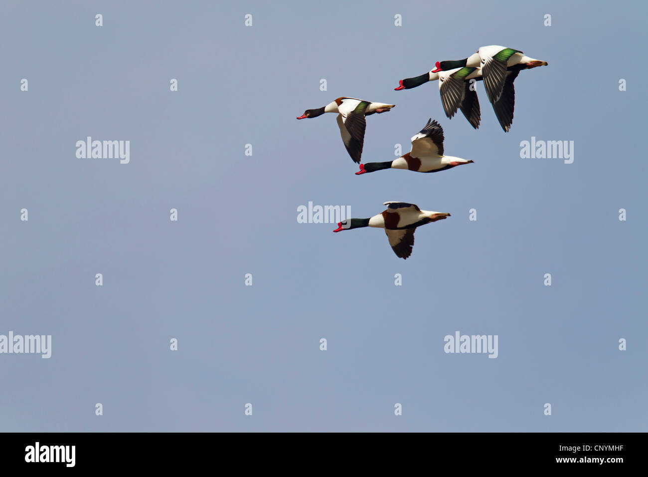 Flying Common Shelduck High Resolution Stock Photography and Images - Alamy