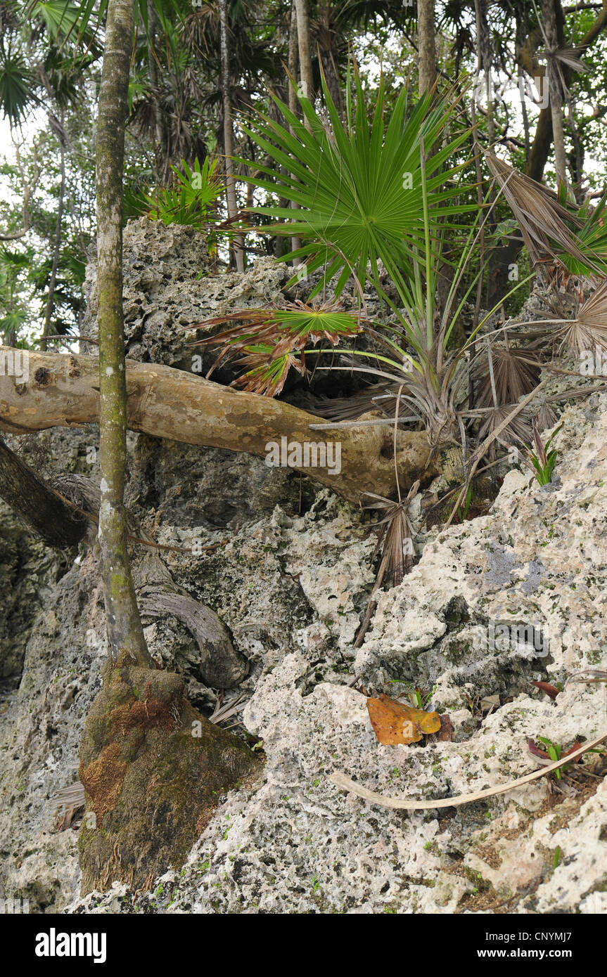 tropical plants growing at a rocky slope, Honduras, Roatan Stock Photo