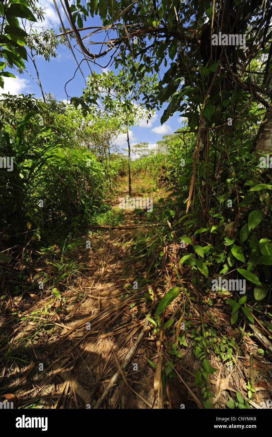 sugar cane (Saccharum officinarum), sugar cane cultivation at the edge of the rainforest, Honduras, La Mosquitia, Las Marias Stock Photo
