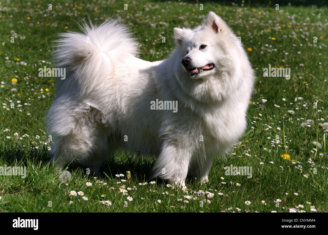 large spitz