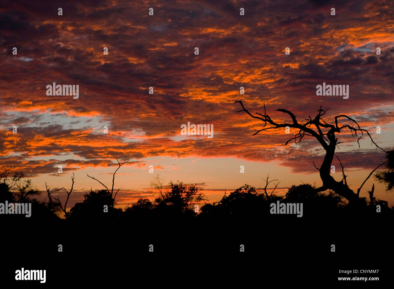 sunset over the savannah, Botswana, Chobe National Park Stock Photo