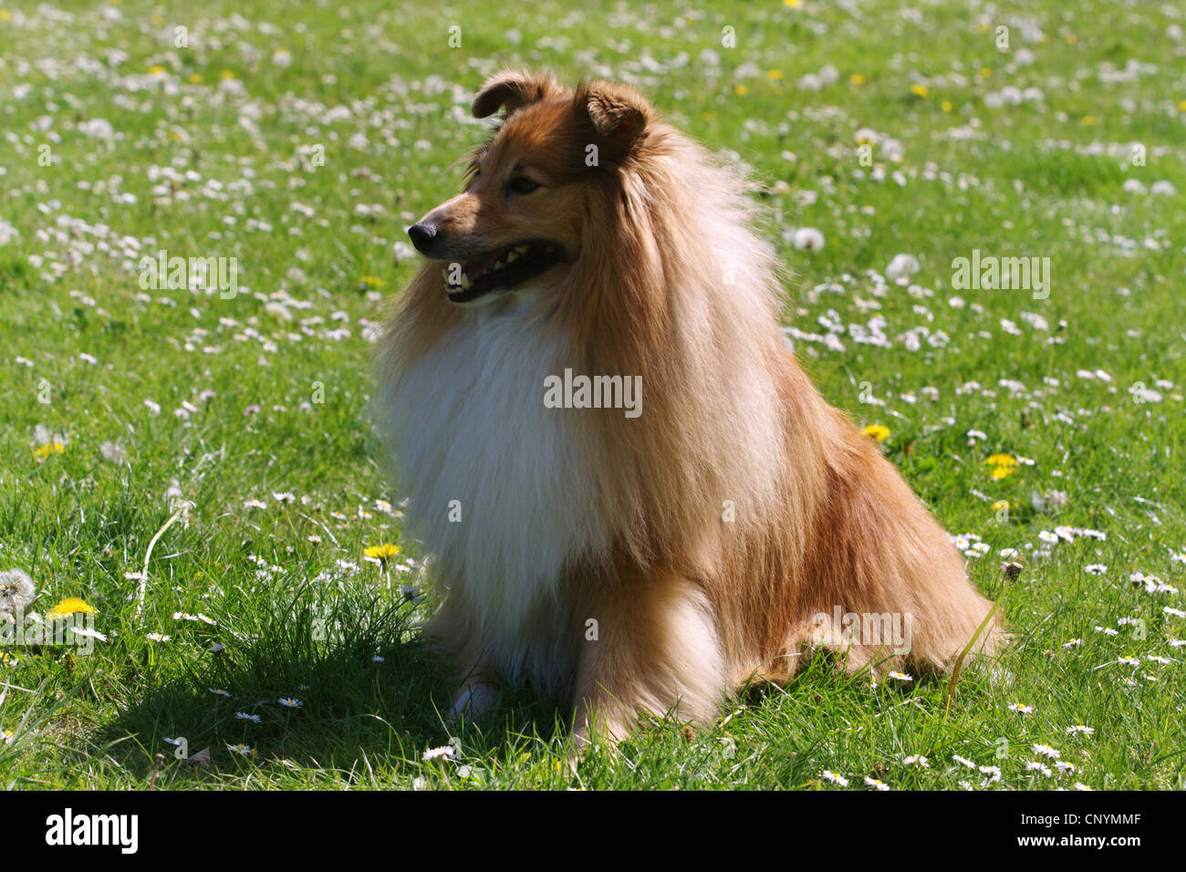 Shetland Sheepdog (Canis lupus f. familiaris), sitting in meadow Stock Photo