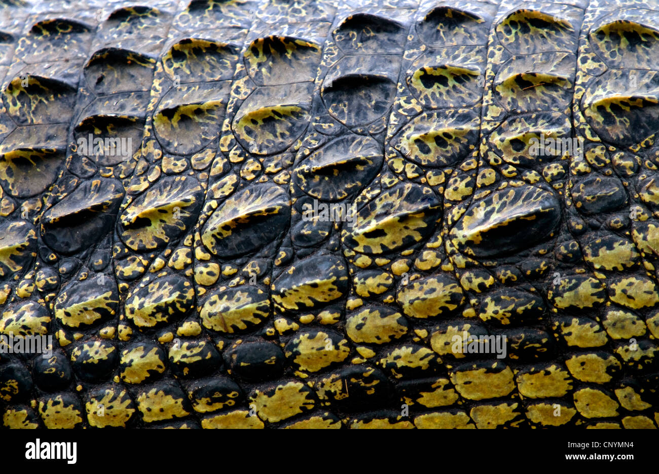 Nile crocodile (Crocodylus niloticus), close-up of the skin of an animal at the Chobe River, Botswana, Chobe National Park Stock Photo