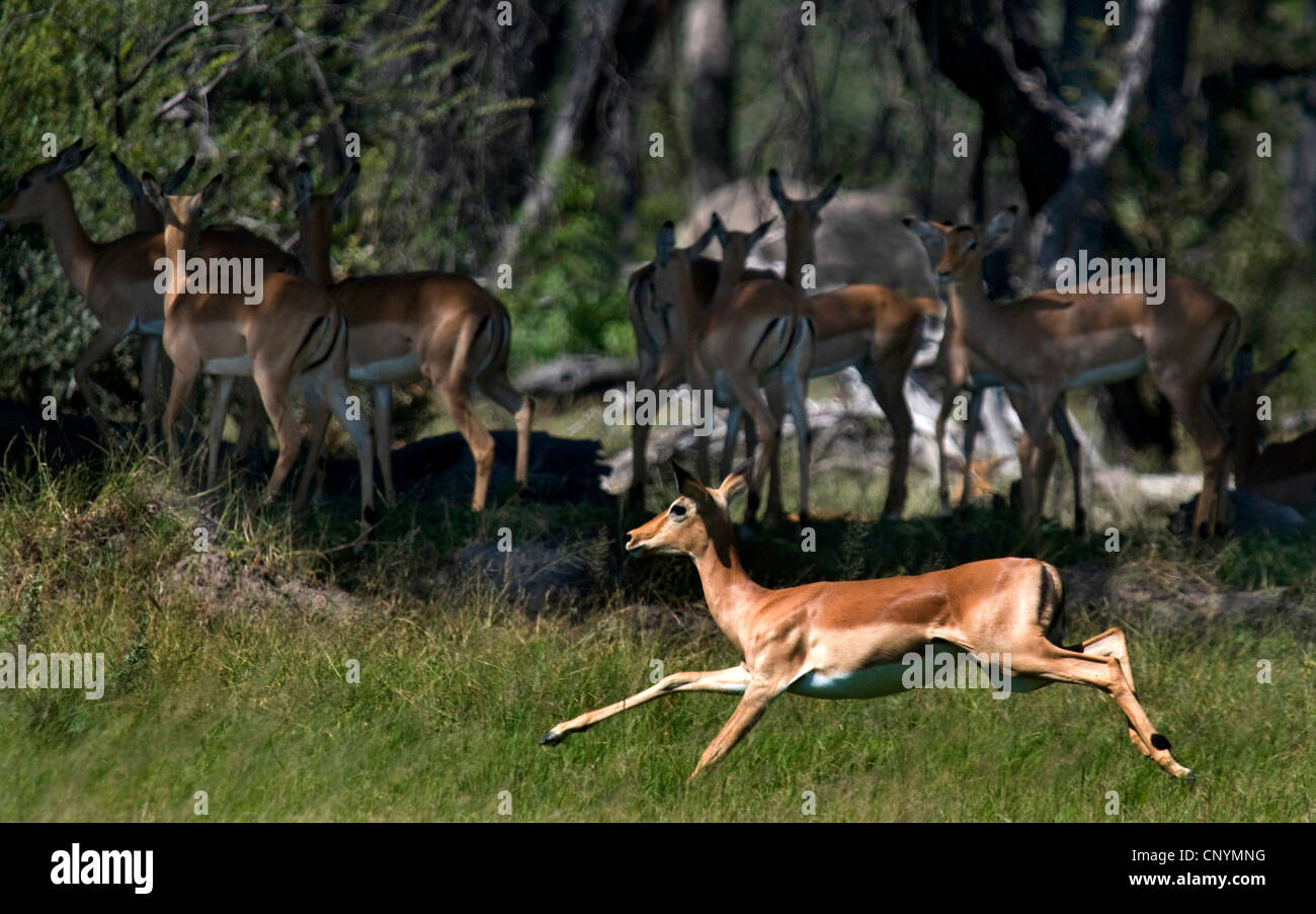 impala (Aepyceros melampus), one animal running in front of a herd resting in the shadow of trees, Botswana, Moremi Game Reserve Stock Photo